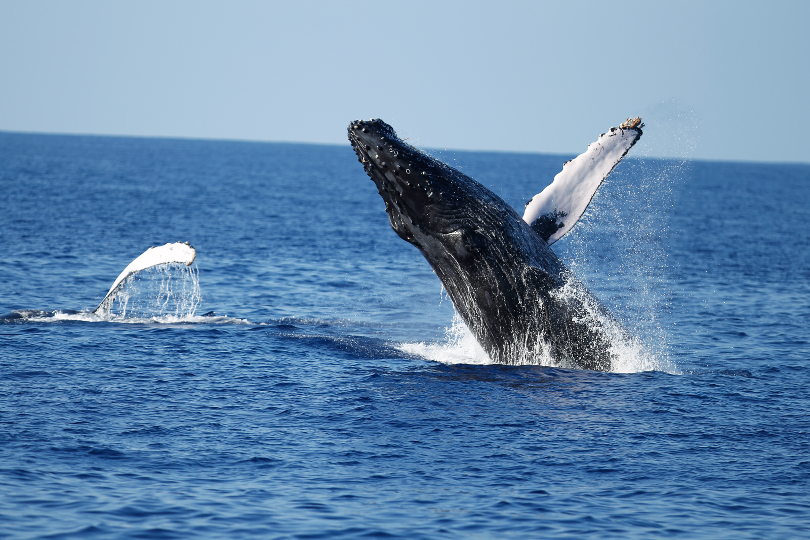 Oahu Tour Company Introduces Whale Watching Cruises This Winter